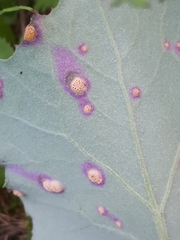 Puccinia poarum