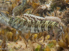 Blue-Dashed Blenny photo 2