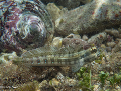 Lined-Tail Blenniella photo 4