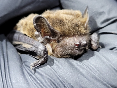 Lesser Noctule, 27308 Kirchlinteln, Deutschland, photo 6 of 10