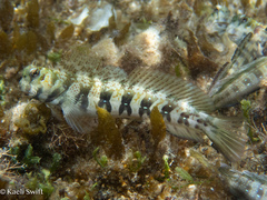 Blue-Dashed Blenny photo 4