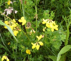 Lotus corniculatus corniculatus