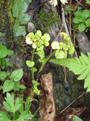 Chrysosplenium filipes