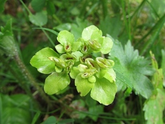 Chrysosplenium filipes