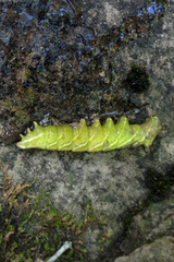 Endromis versicolora