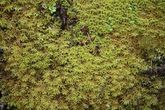 Lepidoziaceae