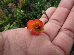 Bomarea pauciflora