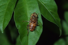 Eristalinus