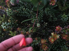 Bomarea pauciflora