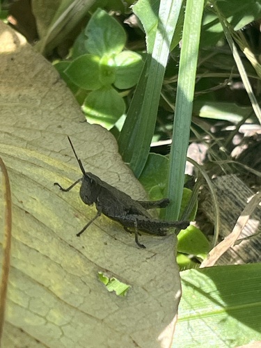 Brachyphlaeobella achilles