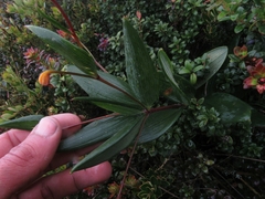 Bomarea pauciflora