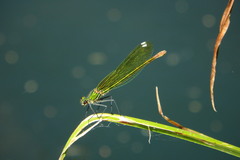 Calopteryx xanthostoma