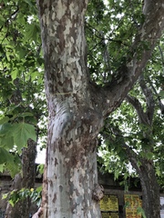 Platanus