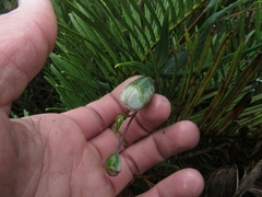 Bomarea pauciflora