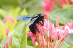 Xylocopa nasalis