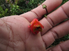 Bomarea pauciflora