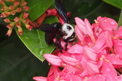 Xylocopa phalothorax