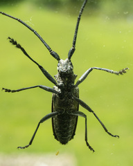 Monochamus