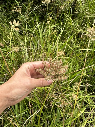 Lachnanthes caroliana, photograph 3