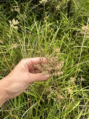 Lachnanthes caroliana, photograph victoriaelizabe, CC BY, iNaturalist via GBIF