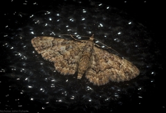 Gymnoscelis lophopus