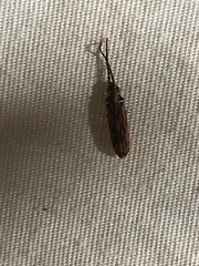 Tenomerga cinerea
