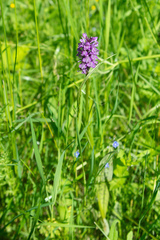 Dactylorhiza sibirica