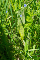 Dactylorhiza sibirica