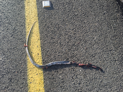 Dolichophis jugularis