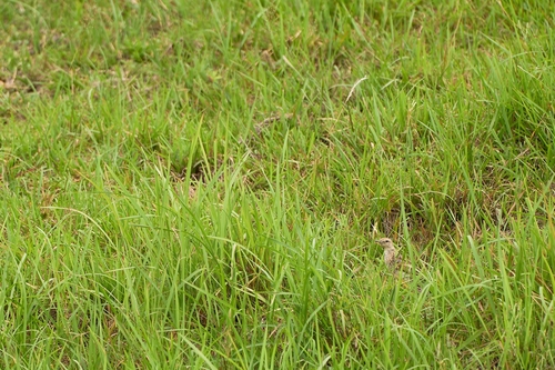 Megalurus timoriensis observed 2024-07-23