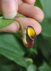 Aristolochia sempervirens