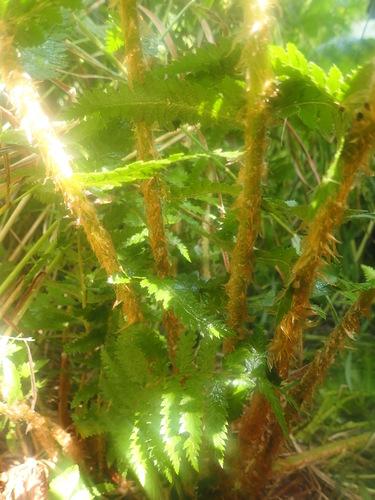 Polystichum microchlamys iNat (1)
