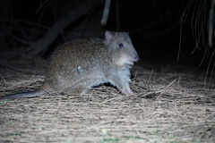 Long-Nosed Potoroo photo 3