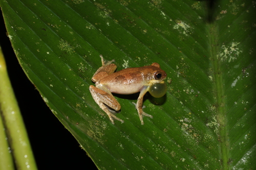 Hyperolius hypsiphonus