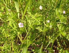 Geranium bicknellii