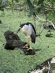 Nycticorax nycticorax image