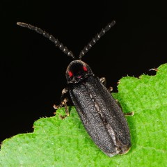 Lucidota punctata