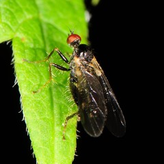 Rhamphomyia