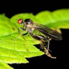 Rhamphomyia