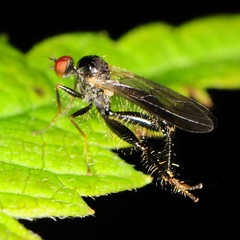 Rhamphomyia