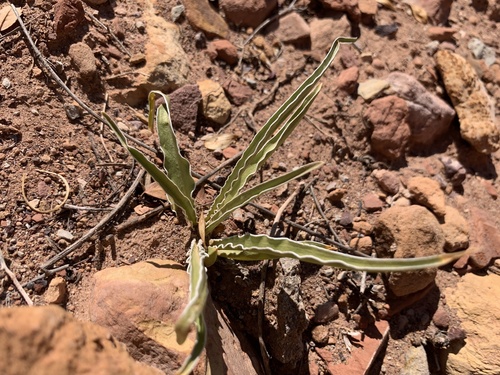Paniculate Frasera (Frasera paniculata)