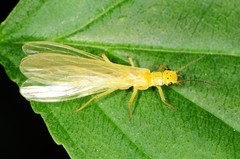 Chloroperlidae