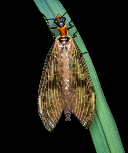 Neochauliodes sinensis
