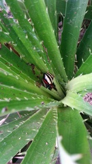 Alpaida quadrilorata