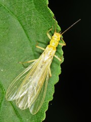 Chloroperlidae