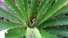 Alpaida quadrilorata