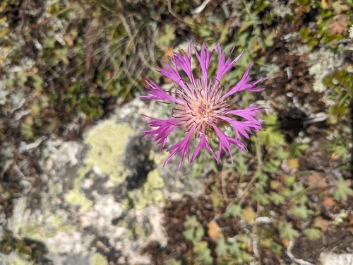 Psephellus caucasicus, photograph 4