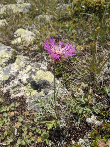 Psephellus caucasicus, photograph 5