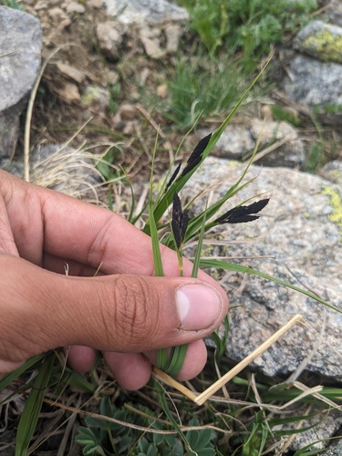 Carex aterrima (Carex aterrima)