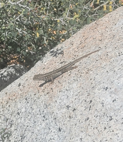 iNaturalist observation photo of Common Sagebrush Lizard